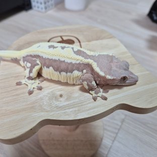 프라푸치노