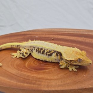 트라이 익스트림할리퀸 릴리화이트