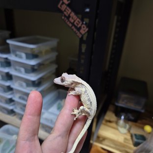 세이블 릴리화이트
