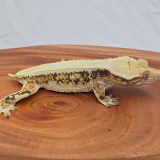 릴리화이트 트라이 익스트림할리퀸