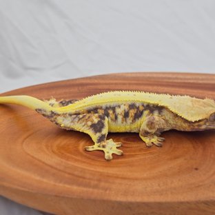 트라이 릴리화이트 익스트림할리퀸