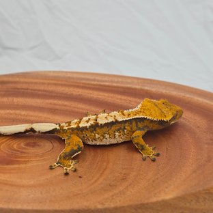 트라이 익스트림할리퀸