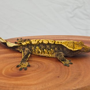 트라이 익스트림할리퀸