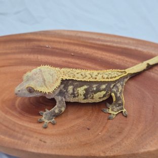 트라이 익스트림할리퀸 풀핀