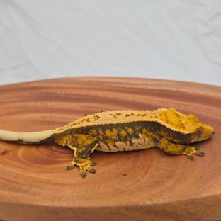 트라이 익스트림할리퀸