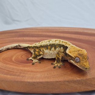 트라이 익스트림할리퀸