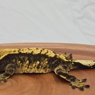 트라이 익스트림할리퀸 릴리화이트