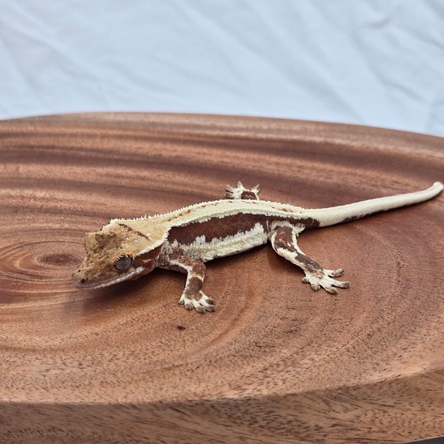 릴리화이트 레드