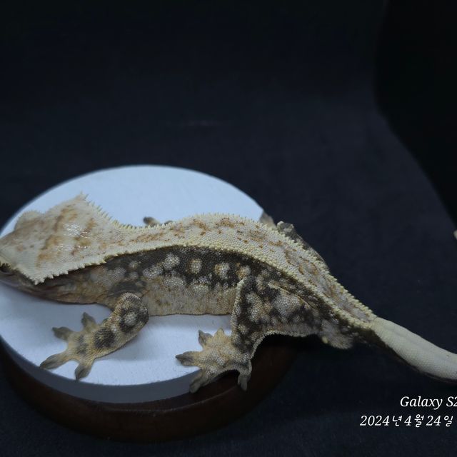 트라이