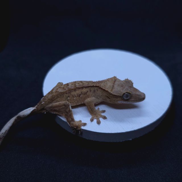 옐로우 팬텀