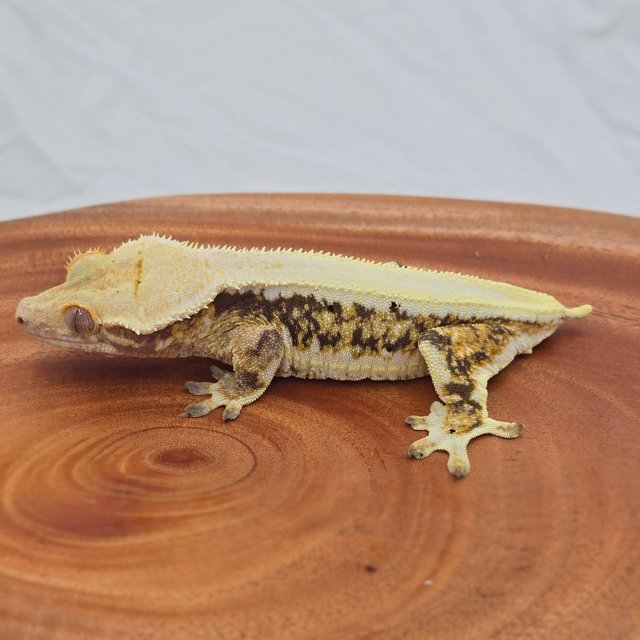 릴리화이트 트라이 익스트림할리퀸