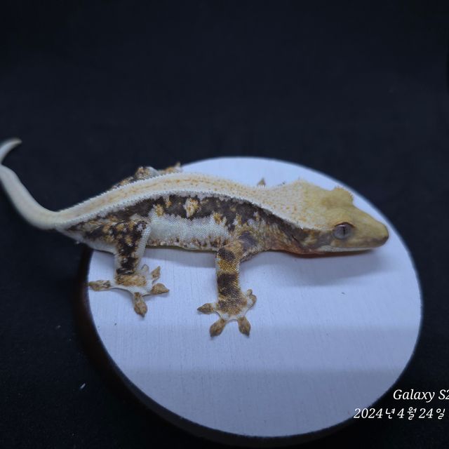 트라이 릴리화이트