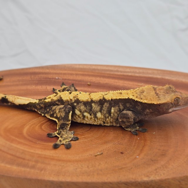 트라이 익스트림할리퀸