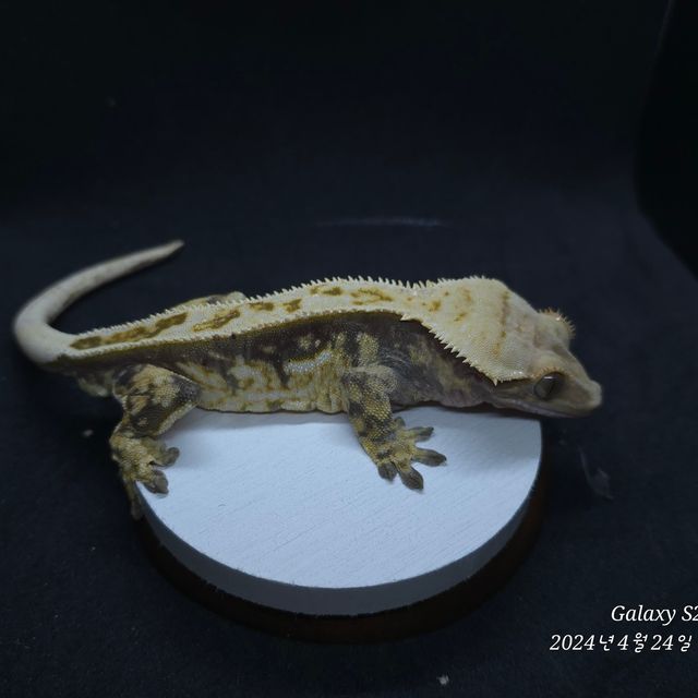 트라이