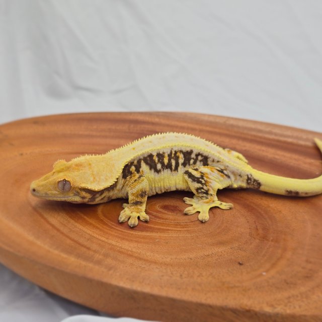 트라이 익스트림할리퀸 릴리화이트