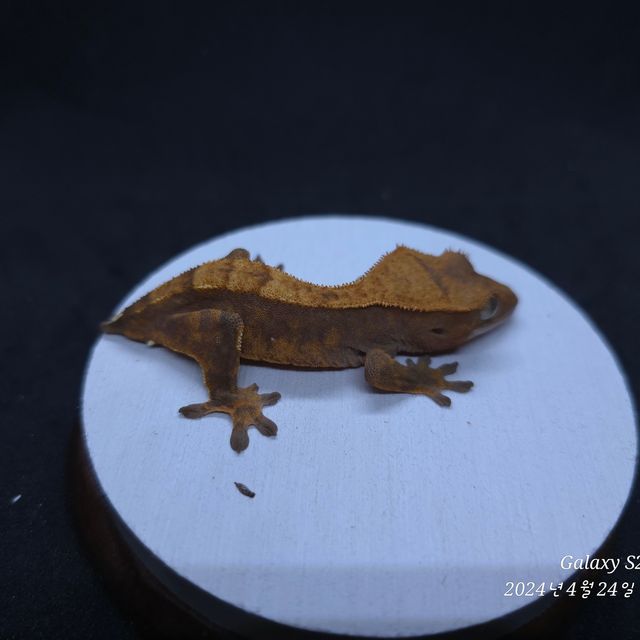 할리퀸