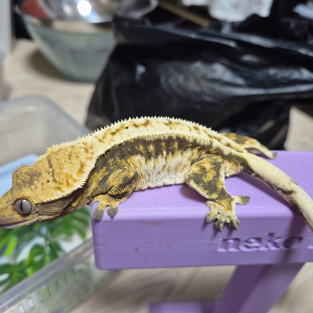 트라이 익스트림할리퀸