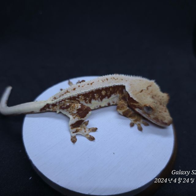 레드 트라이 릴리화이트