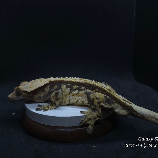 트라이
