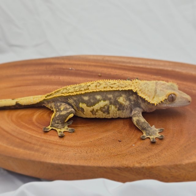 트라이 익스트림할리퀸 풀핀