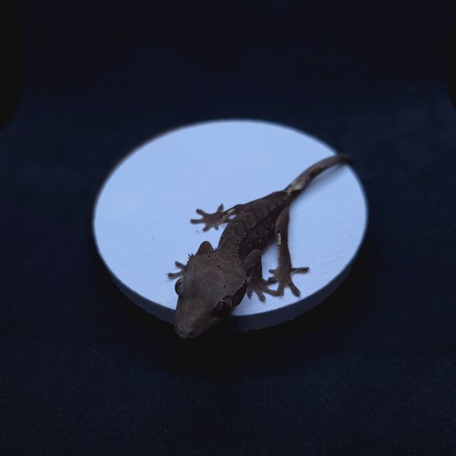 다크 벅스킨