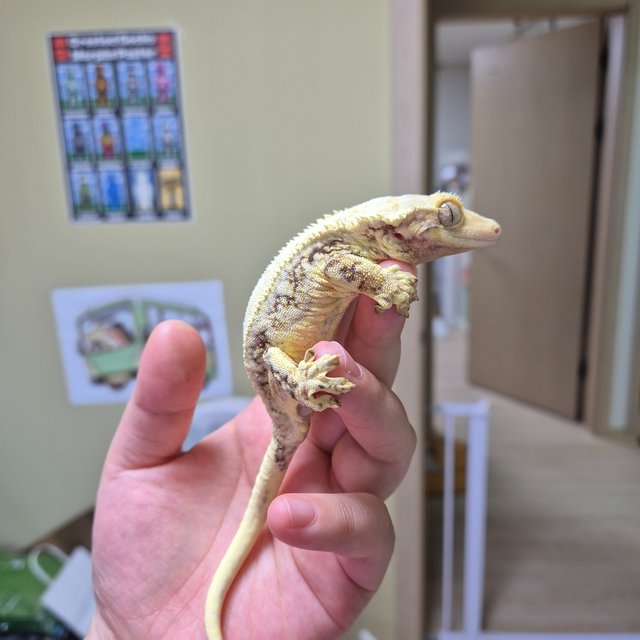 릴리화이트 트라이 레드