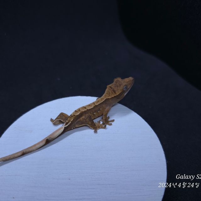 레드