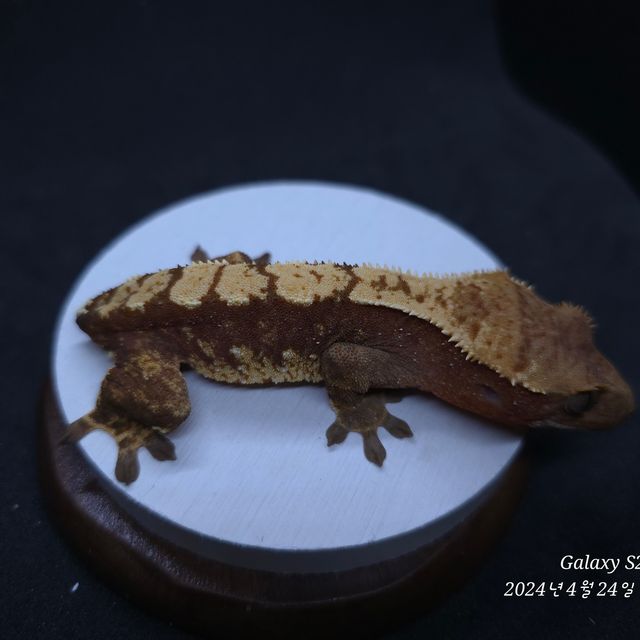 레드 할리퀸