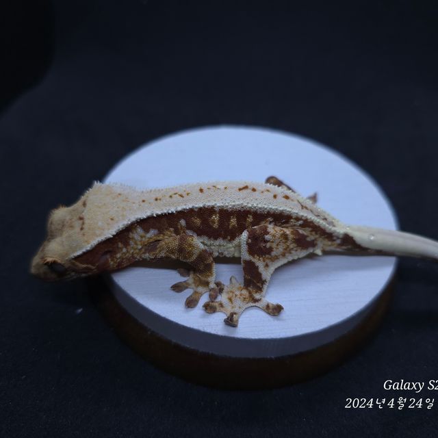 레드 트라이 릴리화이트