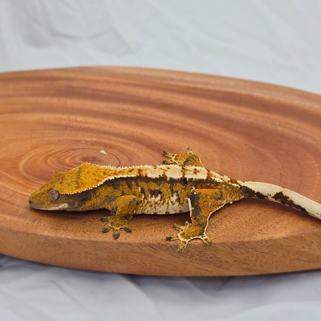 트라이 익스트림할리퀸