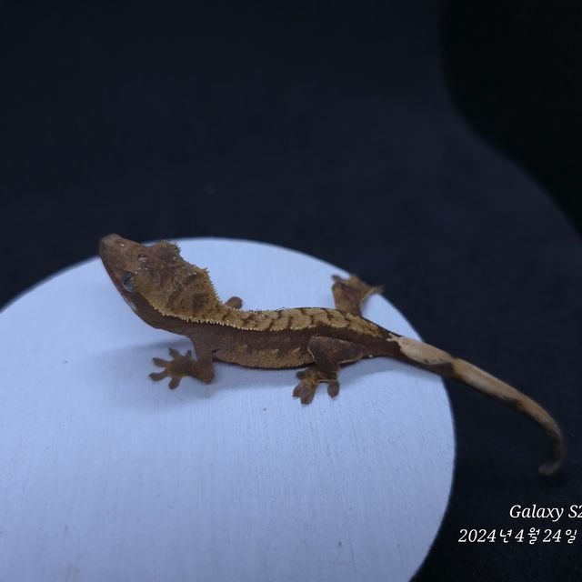 레드