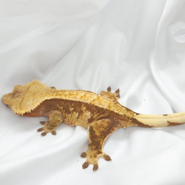 익스트림할리퀸 레드