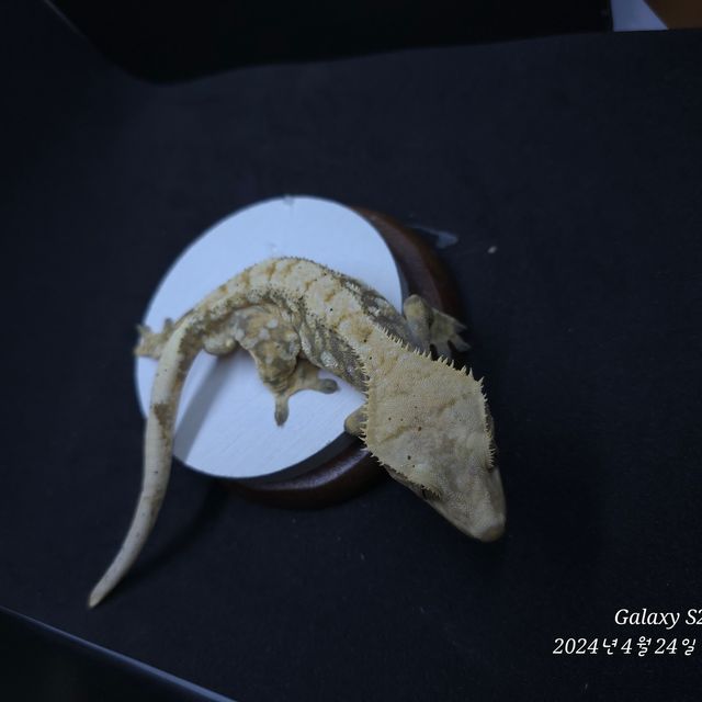 트라이