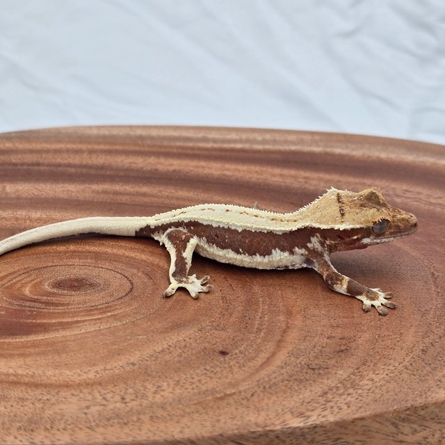 릴리화이트 레드