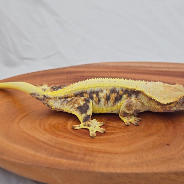 트라이 릴리화이트 익스트림할리퀸