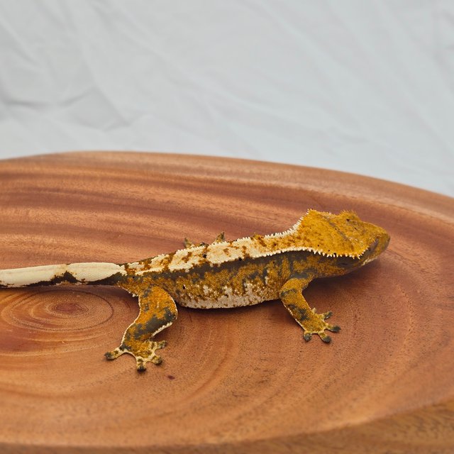 트라이 익스트림할리퀸