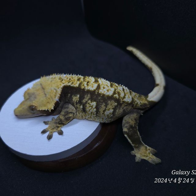 바브 트라이