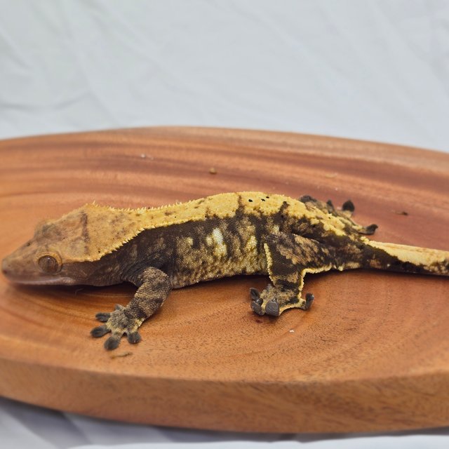 트라이 익스트림할리퀸