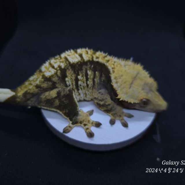 바브 트라이