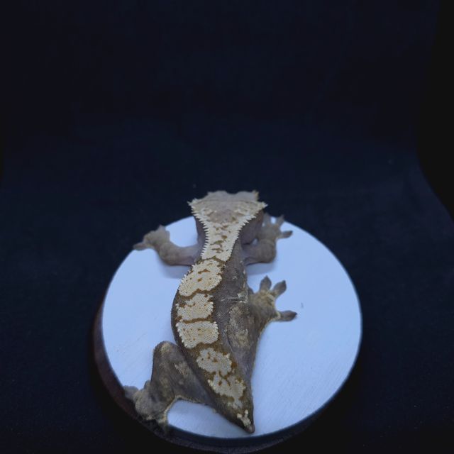 할리퀸