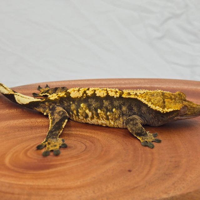 트라이 익스트림할리퀸