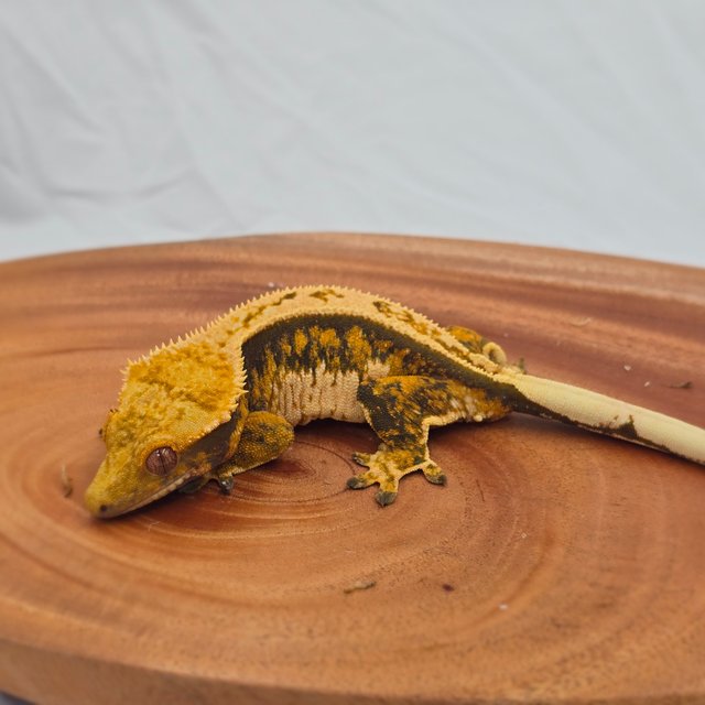 트라이 익스트림할리퀸