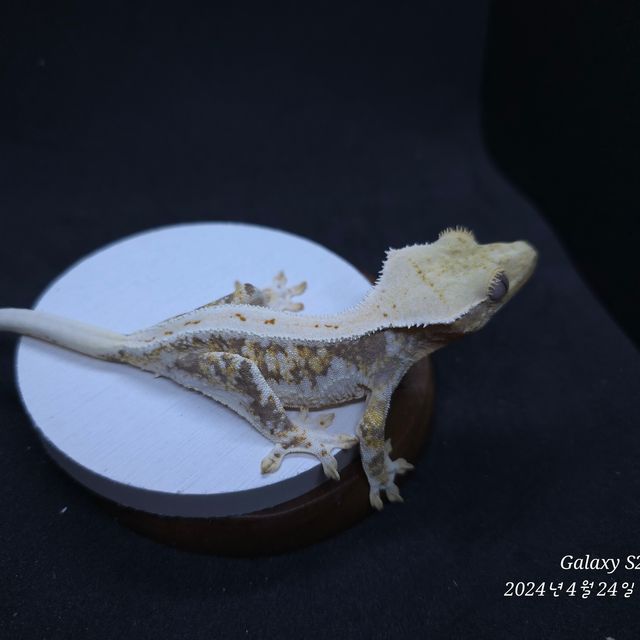 트라이 릴리화이트