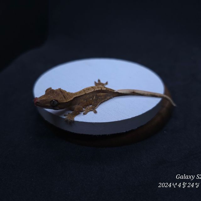 레드