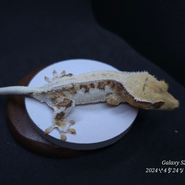트라이 릴리화이트