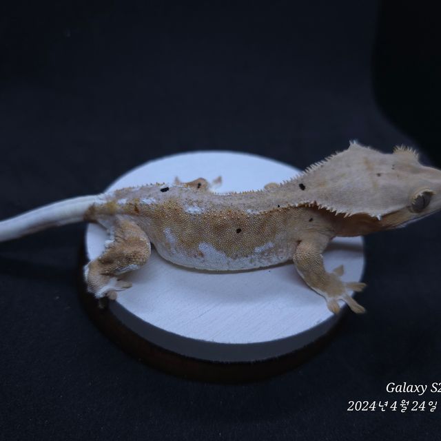 크림 팬텀 릴리화이트
