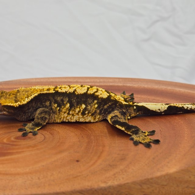 트라이 익스트림할리퀸