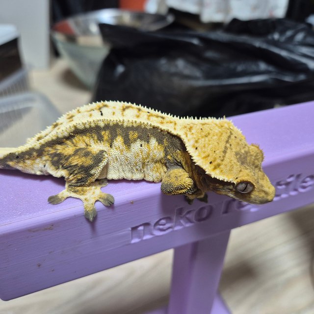 트라이 익스트림할리퀸