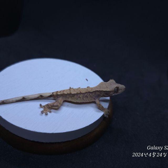 트라이