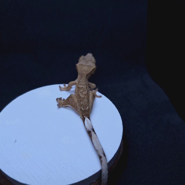 옐로우 팬텀